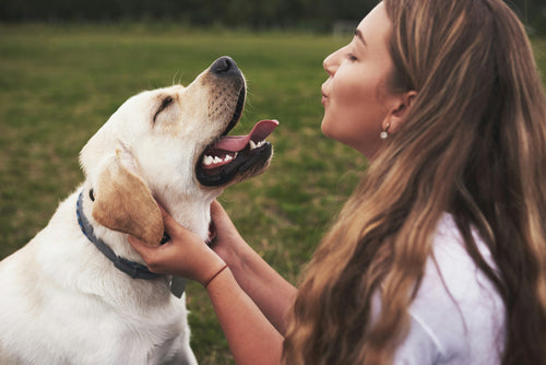 Calming Collar for Dogs – 4-Pack | 60-Day Anxiety Relief